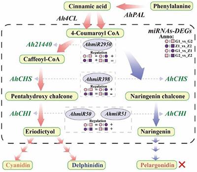 Corrigendum: Multi-Omics and miRNA Interaction Joint Analysis Highlight New Insights Into Anthocyanin Biosynthesis in Peanuts (Arachis hypogaea L.)